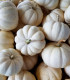 Tykev okrasná Baby Boo - Cucurbita pepo - semena - 6 ks