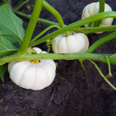 Tykev okrasná Baby Boo - Cucurbita pepo - semena - 6 ks