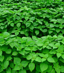 BIO Perilla zelená - Perilla frutescens - bio semena - 100 ks