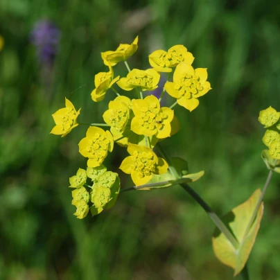 Prorostlík dlouholistý - Bupleurum longifolium - semena - 60 ks