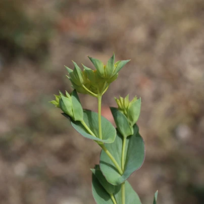 Prorostlík okrouhlolistý - Bupleurum rotundifolium B. griffithii - semena - 60 ks