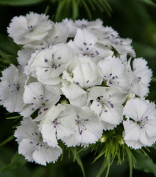 BIO Hvozdík bradatý Sweet William - Dianthus barbatus - bio semena - 18 ks