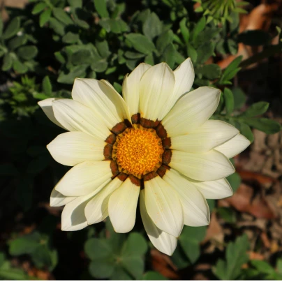 Gazánie Kiss White F1 - Gazania rigens - semena - 12 ks