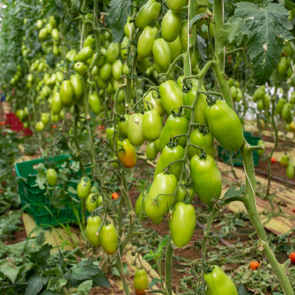 BIO Rajče San Marzano - Solanum lycopersicum - bio semena - 7 ks