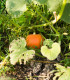 BIO Tykev Fictor - Cucurbita Maxima - bio semena - 8 ks