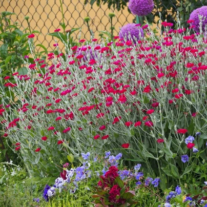 Kohoutek věncový - Lychnis coronaria - semena - 50 ks