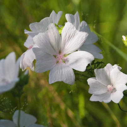 Sléz pižmový bílý - Malva moschata alba - semena - 50 ks