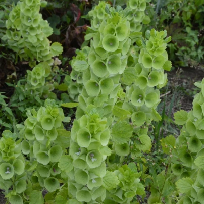 Irský zvonek - Moluccella laevis - semena - 50 ks