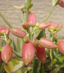 Kolopejka laxiflora - Kalanchoe - semena - 30 ks