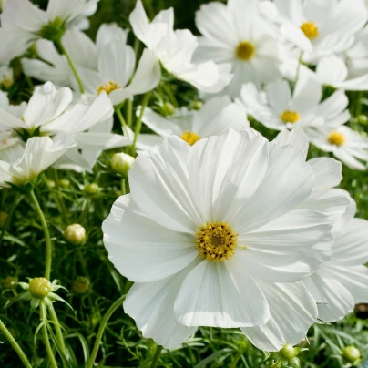 Krásenka zpeřená Cosmini White - Cosmos bipinnatus - semena - 20 ks