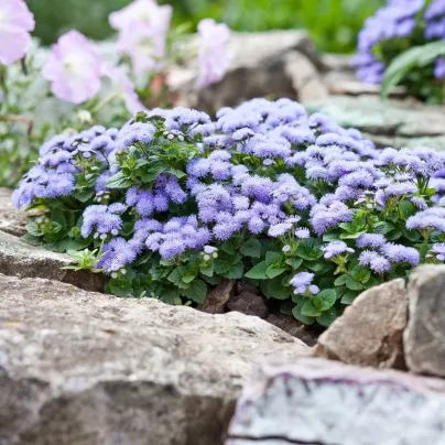 Nestařec Aloha modrý - Ageratum Aloha Blue - semena - 20 ks