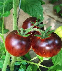 BIO Rajče Black Trifele - Solanum lycopersicum - bio semena - 7 ks