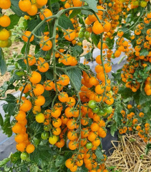 Rajče Perlino žluté F1 - Solanum lycopersicum - semena - 6 ks