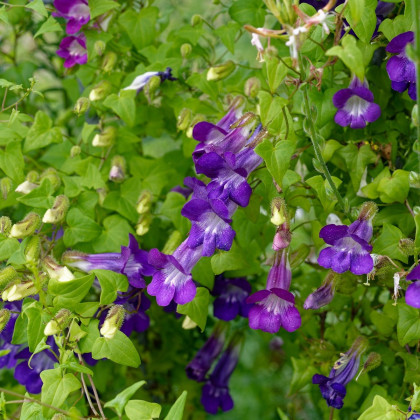 Asarina pnoucí Mystic Purple - Asarina scandens - semena - 20 ks