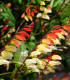 Povíjnice laločnatá Jungle Queen - Ipomoea lobata - semena - 15 ks