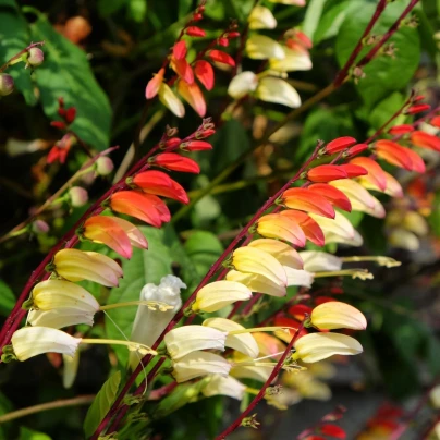 Povíjnice laločnatá Jungle Queen - Ipomoea lobata - semena - 15 ks