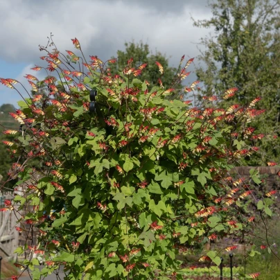 Povíjnice laločnatá Jungle Queen - Ipomoea lobata - semena - 15 ks