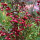 Rodochiton Purple Bells - Rhodochiton atrosanguinemum - semena - 6 ks