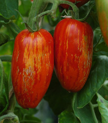 BIO Rajče Striped Roman - Solanum lycopersicum - bio semena - 7 ks