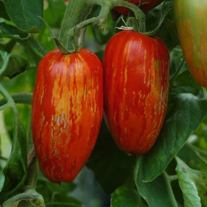 BIO Rajče Striped Roman - Solanum lycopersicum - bio semena - 7 ks