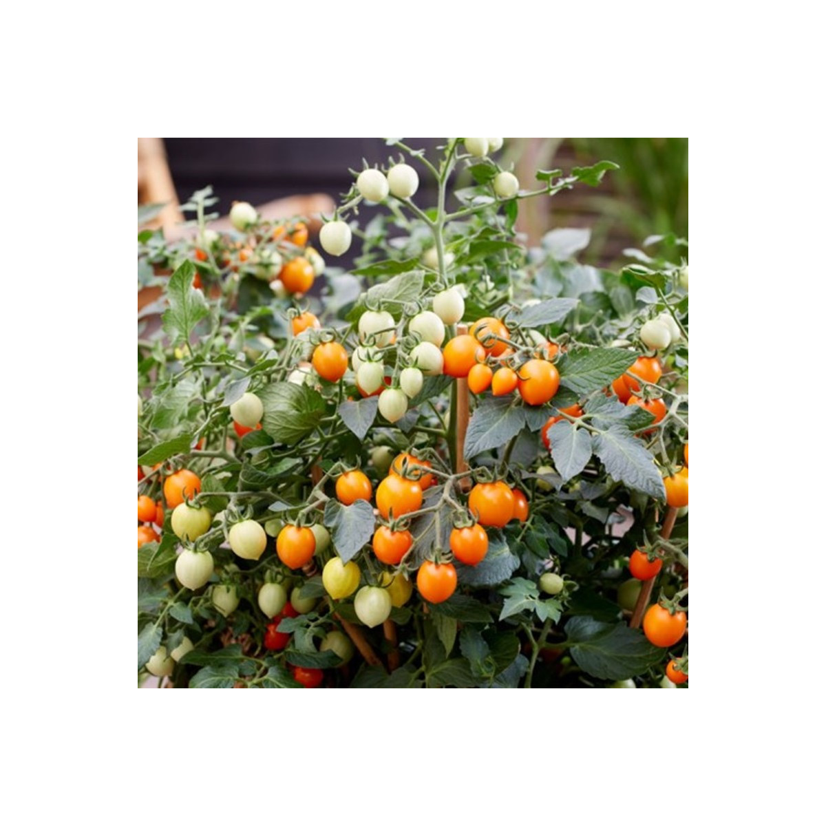 Rajče Tiny Temptations Orange PhR - Solanum lycopersicum - semena - 5 ks