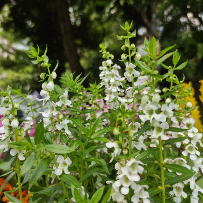 Angelonie úzkolistá Serenita white - Angelonia angustifolia - semena - 6 ks