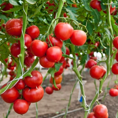 BIO Rajče Hamlet F1 - Solanum lycopersicum - bio semena - 6 ks