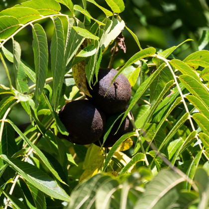 Ořešák černý - Juglans nigra - semena - 2 ks
