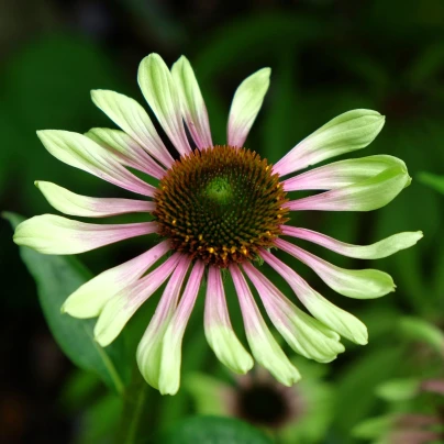 Třapatkovka Green Twister - Echinacea purpurea - prostokořenné sazenice - 1 ks