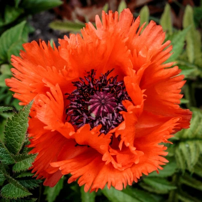 Mák východní Turkenlouis - Papaver orientale - prostokořenné sazenice - 1 ks