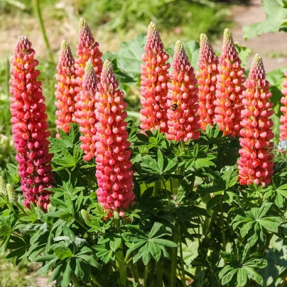 Lupina červená - Lupinus polyphyllus - prostokořenné sazenice - 1 ks