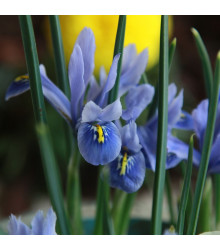 Kosatec Sapphire Beauty - Iris hollandica - cibuloviny - 3 ks