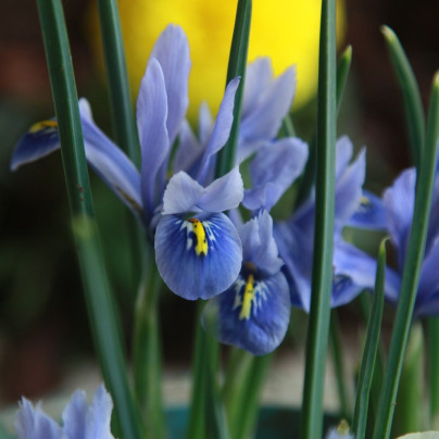 Kosatec holandský Sapphire Beauty - Iris hollandica - cibuloviny - 3 ks