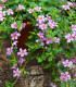 Bakopa Pinktopia - Bacopa sutera cordata - semena - 7 ks