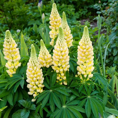 Lupina žlutá - Lupinus polyphyllus - prostokořenné sazenice - 1 ks