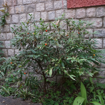 Lilek okrasný Jupiter - Solanum pseudocapsicum - semena - 10 ks