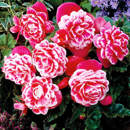 Begonie Camellia - Begonia - cibuloviny - 2 ks