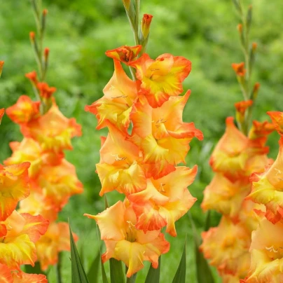 Mečík Sunshine - Gladiolus - cibuloviny - 3 ks