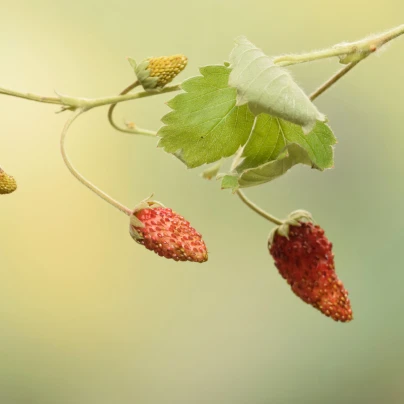 Jahodník lesní Mignonette - Fragaria vesca - semena - 15 ks