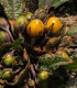 Mandragora lékařská - Mandragora officinalis - semena - 6 ks