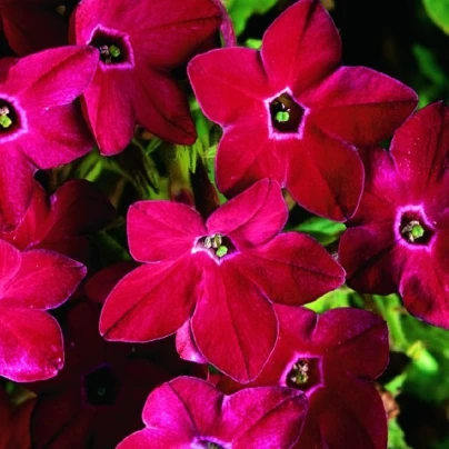 Tabák Saratoga červený F1 - Nicotiana x alata - semena - 30 ks