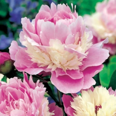 Pivoňka Sorbet - Paeonia - cibuloviny - 1 ks