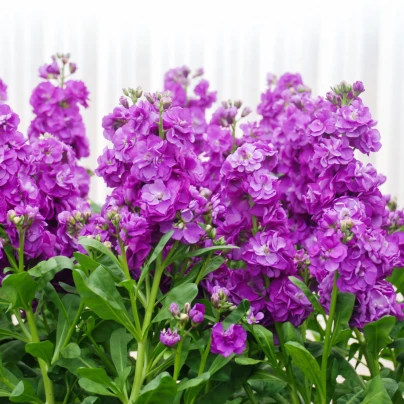 Fiala Hot cakes - Matthiola incana - semena - 40 ks