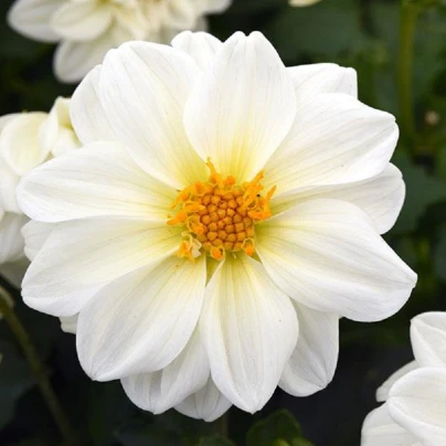 Jiřinka proměnlivá Figaro bílá - Dahlia variabilis - semena - 20 ks