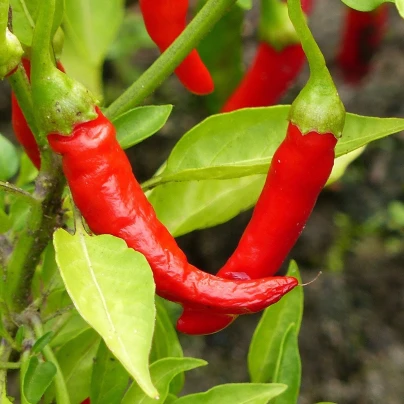 Paprika Žitava - Capsicum annuum - semena - 30 ks