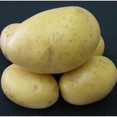 Sadbové brambory Princess - Solanum tuberosum - 5 kg