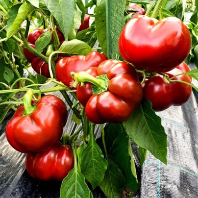 Paprika Topepo Rosso - Capsicum annuum - semena - 20 ks