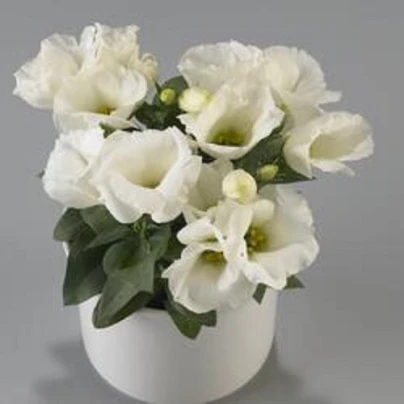 Eustoma Carmen Ivory F1 - Eustoma grandiflorum - semena - 12 ks