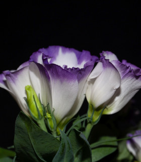 Eustoma Blue Rim F1 - Eustoma grandiflorum - semena - 12 ks