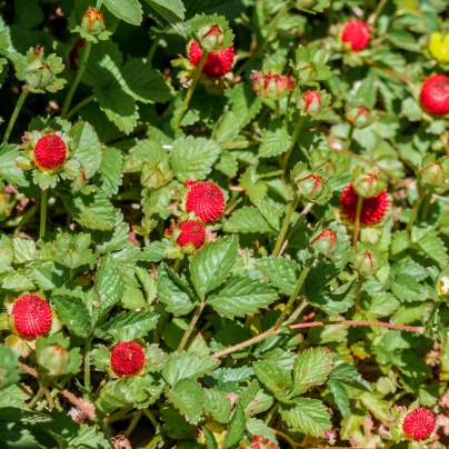 Jahodka indická Tutti Frutti - Duchesnea indica - semena - 15 ks